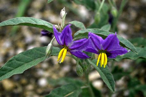A Witch's Guide to Growing and Harvesting Silverleaf Nightshade